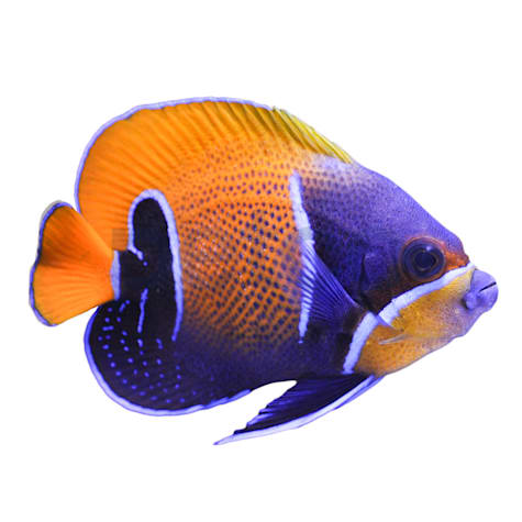 Adult Majestic Blue Girdled Angelfish