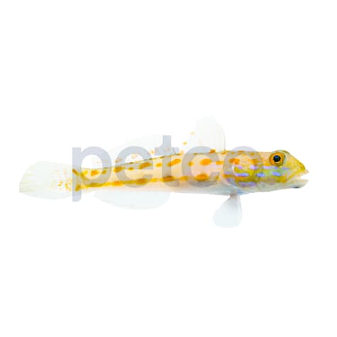 Diamond Watchman Goby