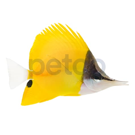 Longnose Butterfly
