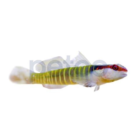 Green Banded Goby