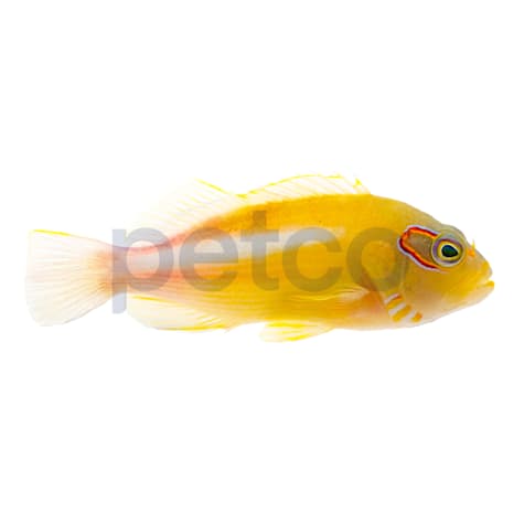 Arc Eye Hawkfish