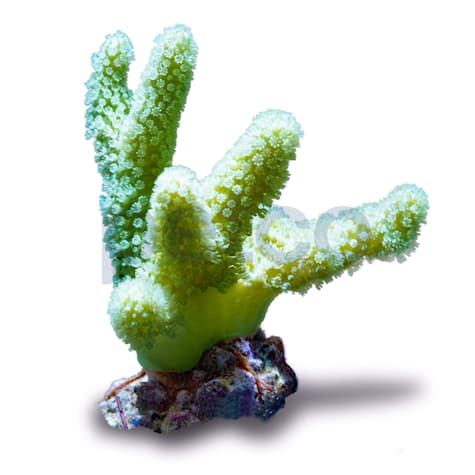 Aquacultured Nano Green Devil's Hand Coral