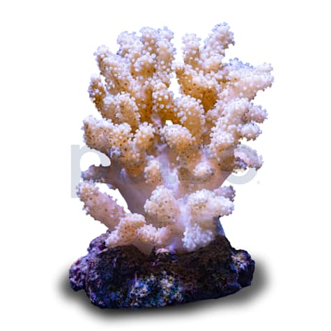 Aquacultured Nano Thick Finger Coral