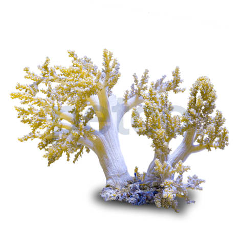 Aquacultured Nano Yellow Tree Coral