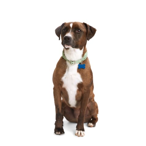 YOULY Green Macrame Dog Collar