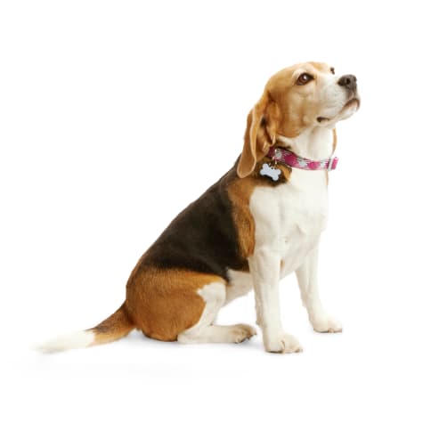 YOULY Geo Print Reflective Dog Collar
