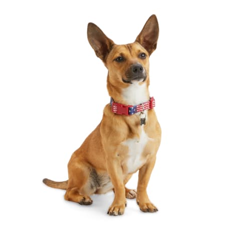 YOULY American Flag Dog Collar