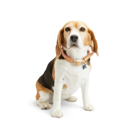 YOULY Horiztonal Stripe Dog Collar