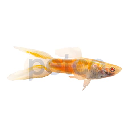 Male Red Eye Scissor Tail Guppy