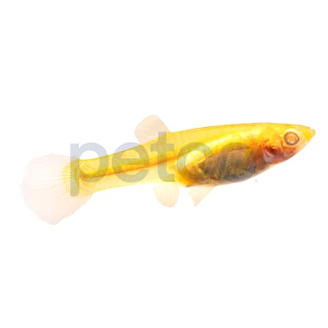 Female Red Eye Guppy