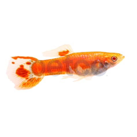 Male Red Eye Orange Guppy