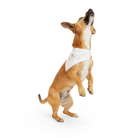 YOULY Reversible Birthday Dog Bandana