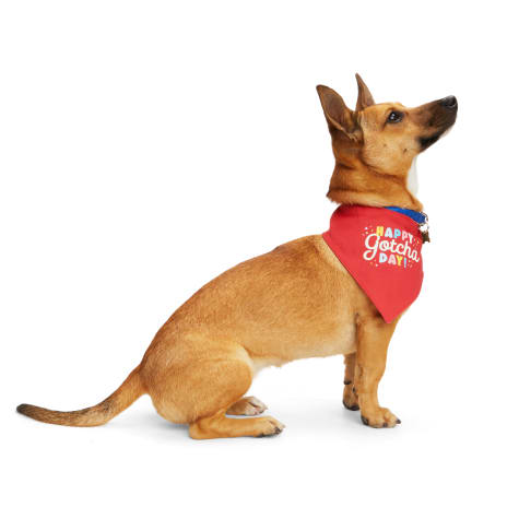 YOULY Happy Gotcha Day Dog Bandana