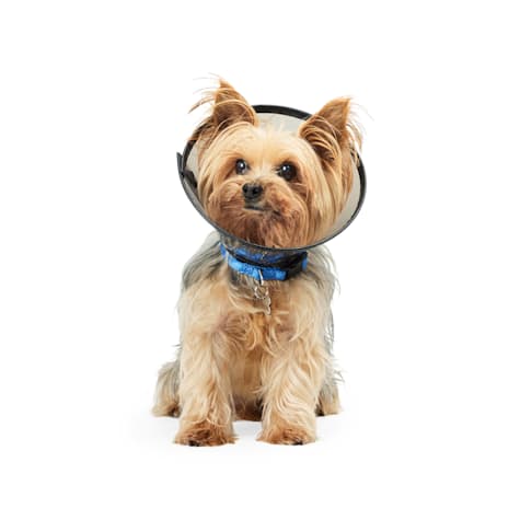 Well & Good Recovery Cone Collar