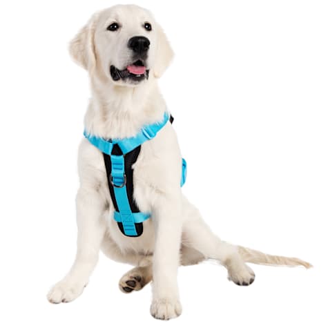 Pet Krewe Sesame Street Chalkboard Essentials Pet Harness