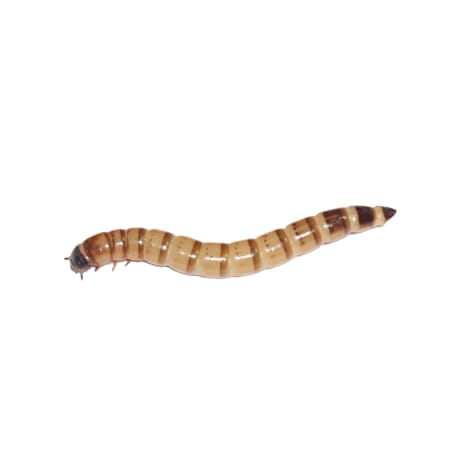 Bulk Superworms