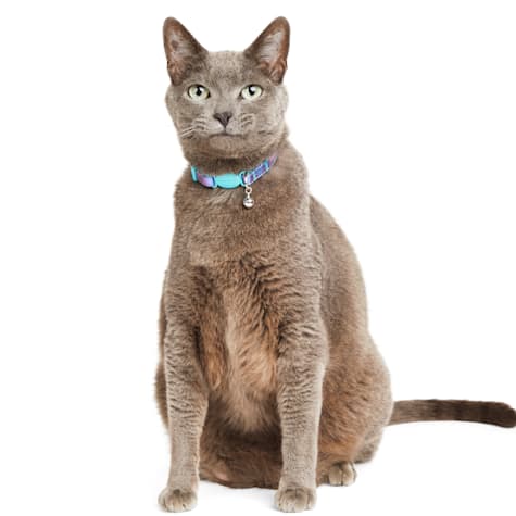 YOULY Iridescent Kitten & Cat Collar