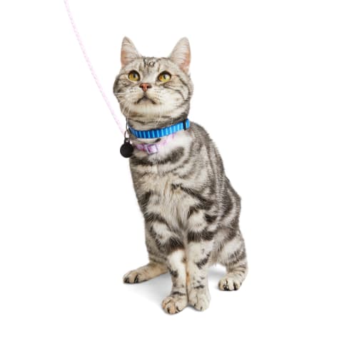 YOULY Galaxy Kitten Harness & Leash Set
