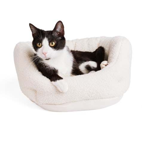 EveryYay Ivory Boucle Cuddler Cat Bed