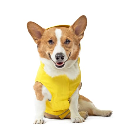 Canada Pooch Yellow Dog Torrential Tracker