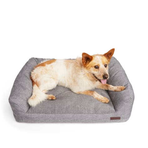 Reddy CBD Infused Lounger Dog Bed