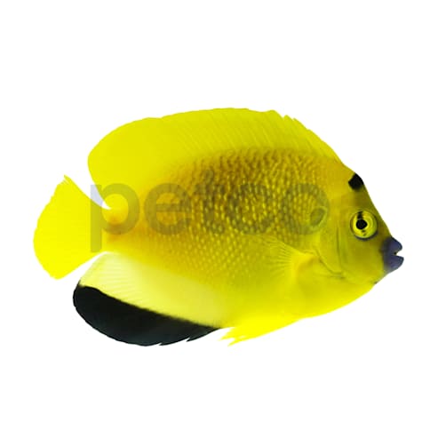 Flagfin Angelfish