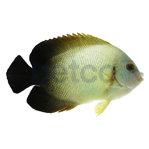 Half Black Angelfish