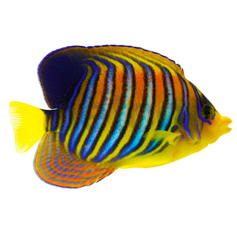 Orange Regal Angelfish