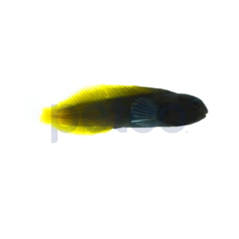 Flametail Blenny