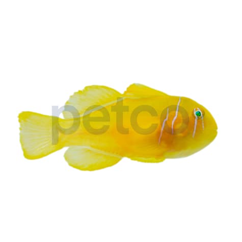 Lemon Clown Goby