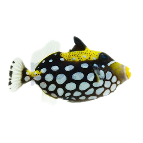 Clown Triggerfish