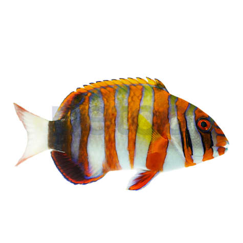 Harlequin Tusk