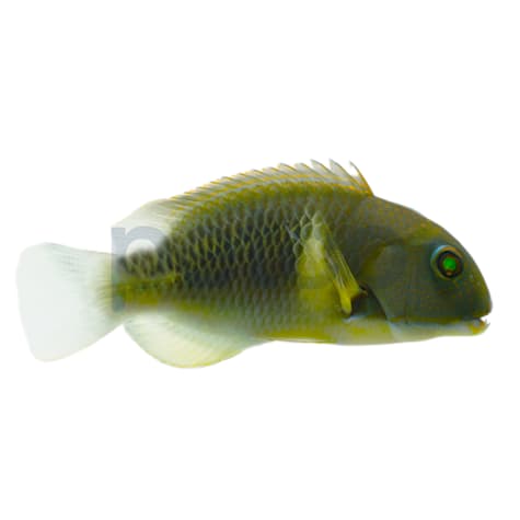 Anchor Tusk Wrasse