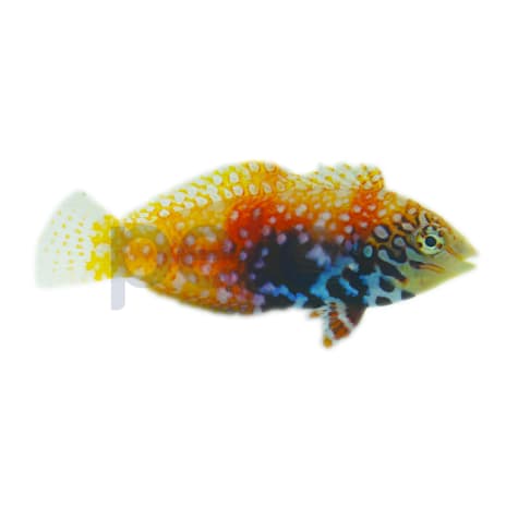 Female Blue Star Leopard Wrasse