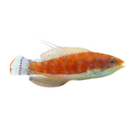 Ruby Longfin Fairy Wrasse