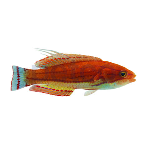 Carpenter's Wrasse