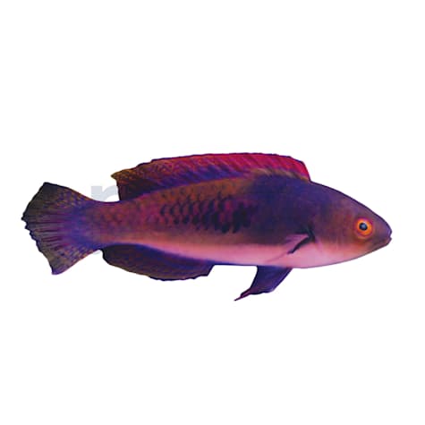 Blueside Fairy Wrasse