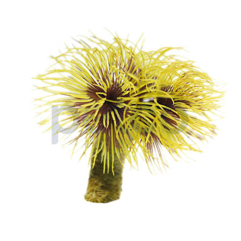 Campfire Featherduster