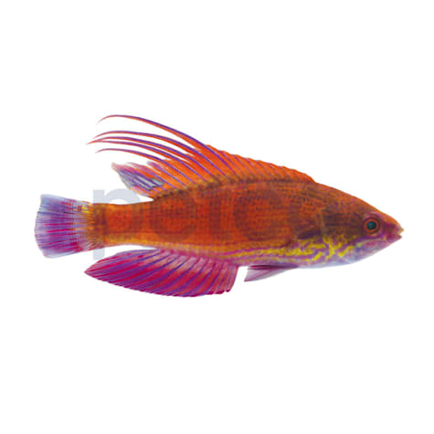 Line-Spot Flasher Wrasse