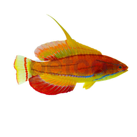 McCosker's Flasher Wrasse