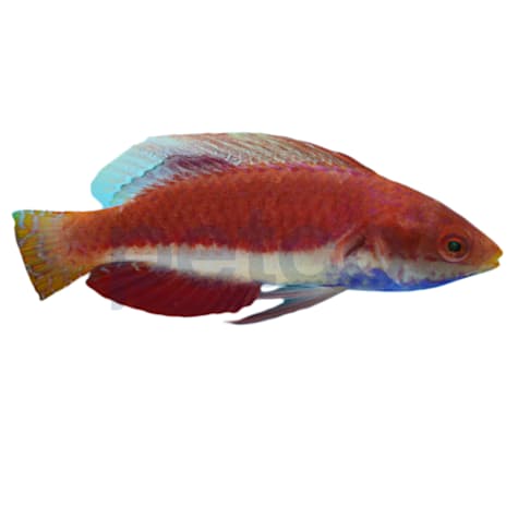 Blue Throat Sailfin Fairy Wrasse