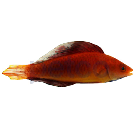 Redfin Fairy Wrasse