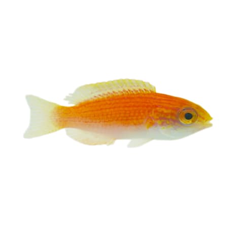 Lunate Fairy Wrasse