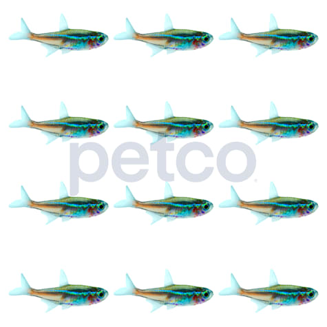 Neon Tetra