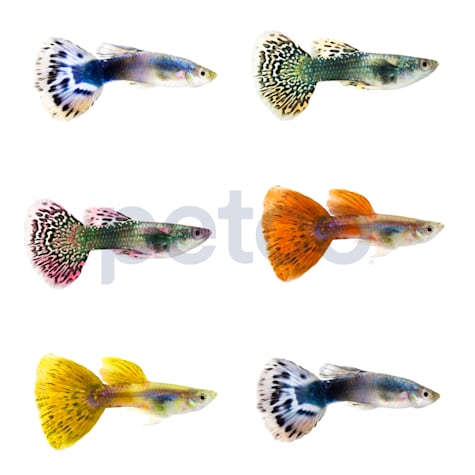Male Elephant Ear Guppy