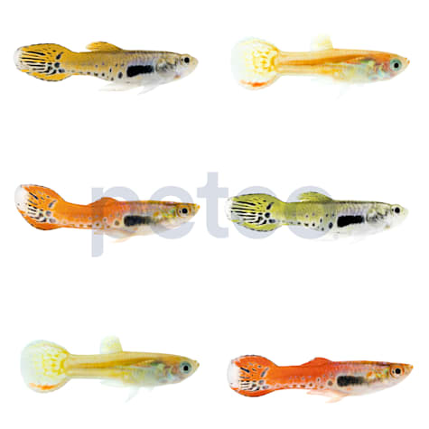 Male Endler's Guppy
