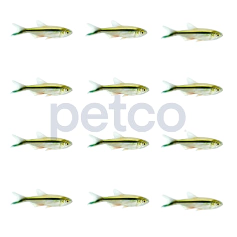 Penguin Tetra