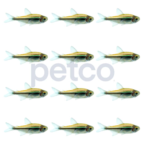 Black Neon Tetra