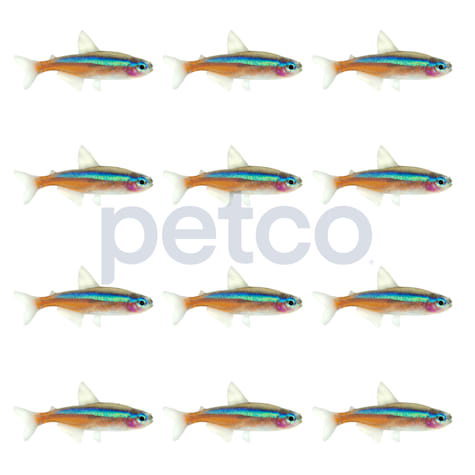 Cardinal Tetra