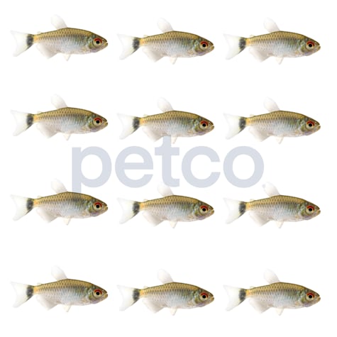 Red Eye Tetra